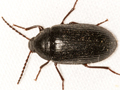 Prionychus ater